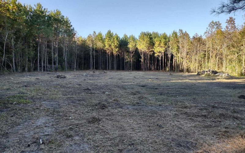 professional land clearing Riegelwood NC